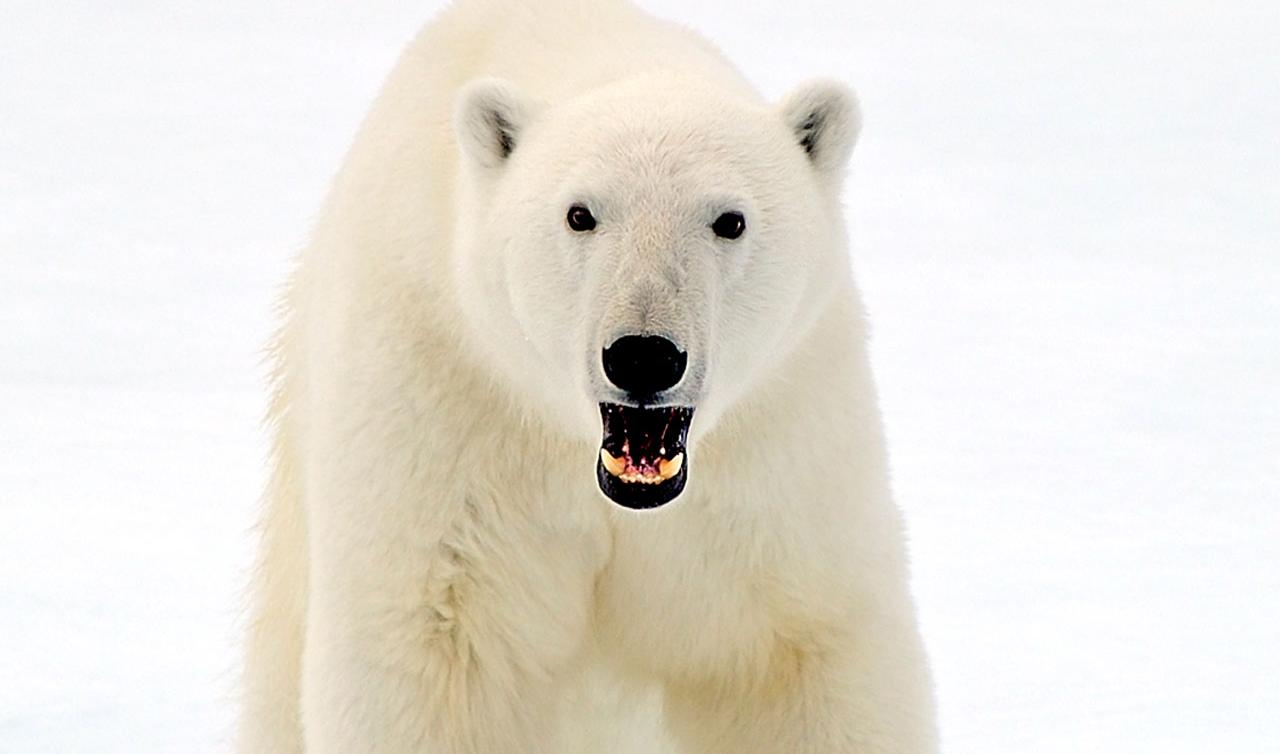 Polar Bear Kills Man Protecting His Children