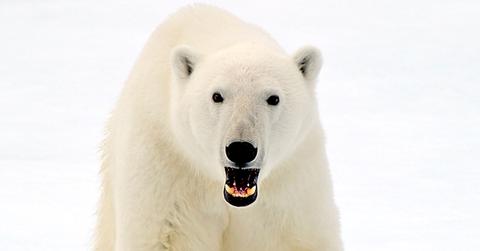 Polar Bear Kills Man Protecting His Children