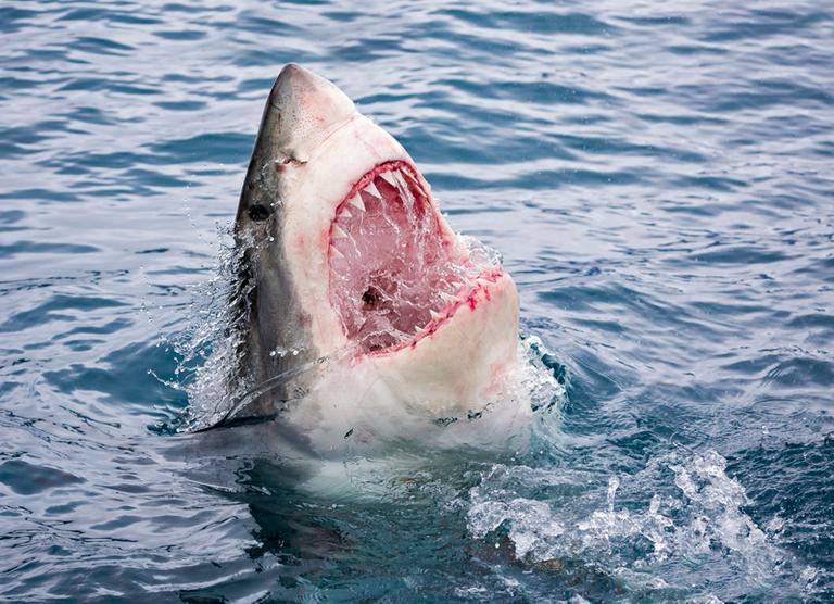 EXPOSED! Top 10 Most Gruesome Shark Attacks — Savaged Organs, Missing ...