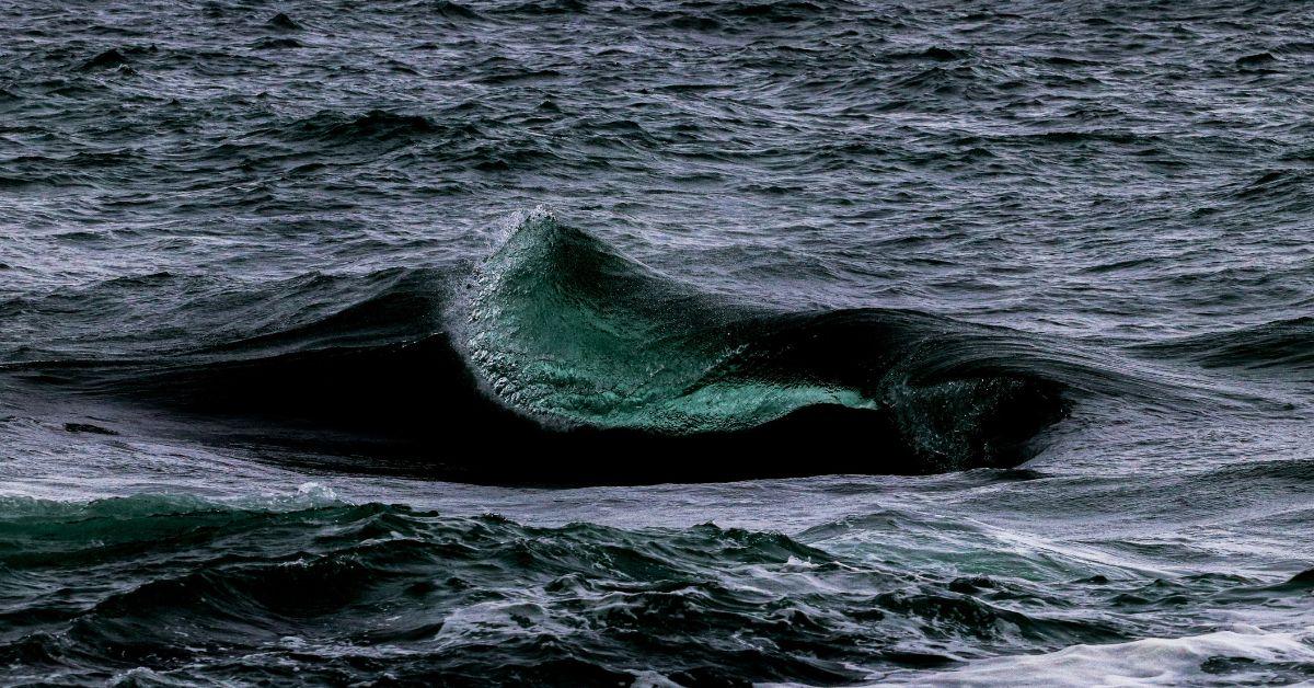 tim burchett says navy found alien bases beneath ocean