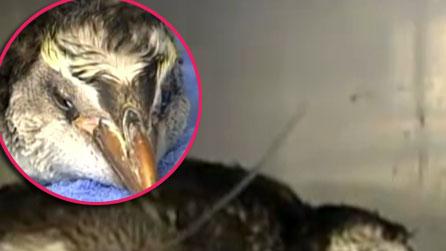 //penguin happy feat abc