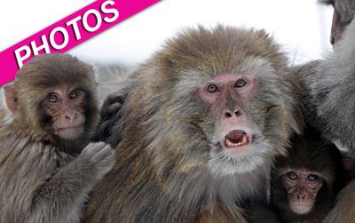 //india kashmir monkeys