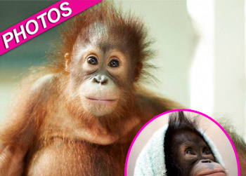 //orangutan rescued malaysia splash