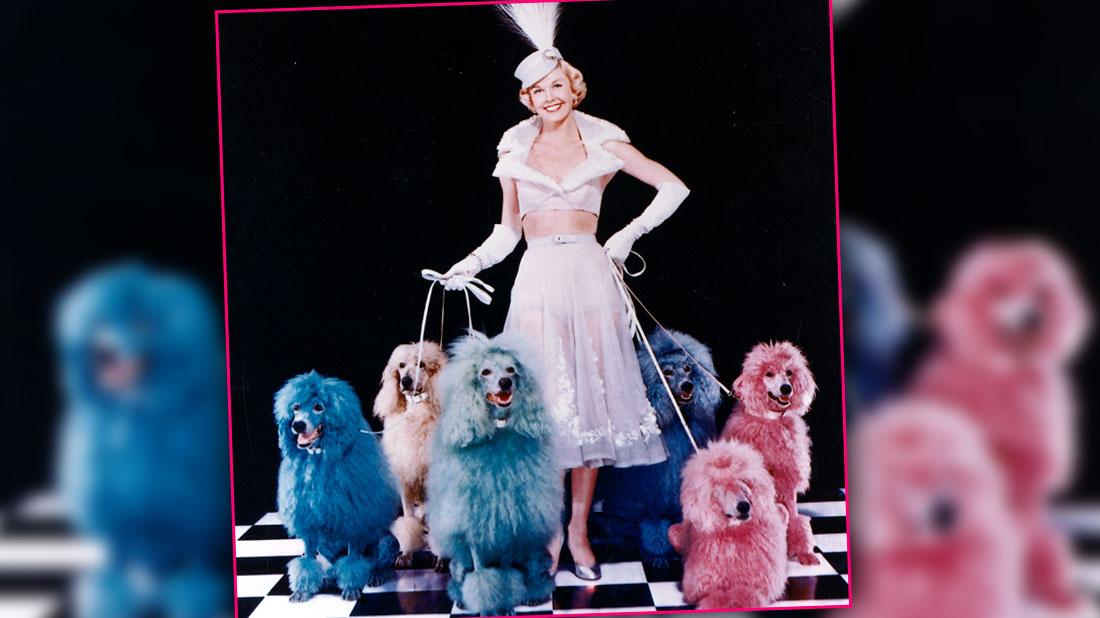 what happened to doris days dogs