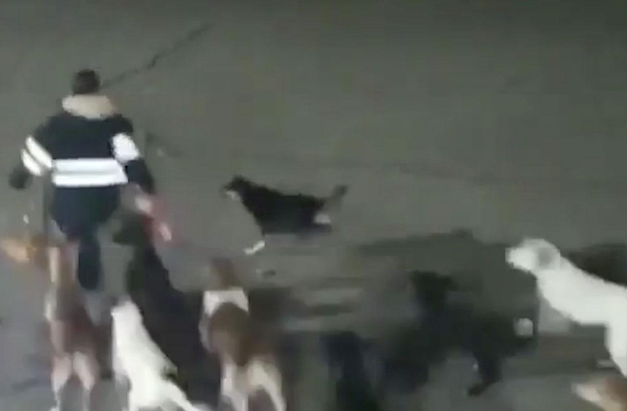 Woman Chased Mauled To Death Pack 11 Dogs Video