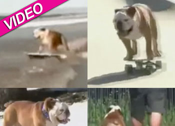 //tillman surf skate bulldog