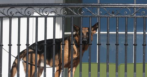 peta defends joe biden biting dog