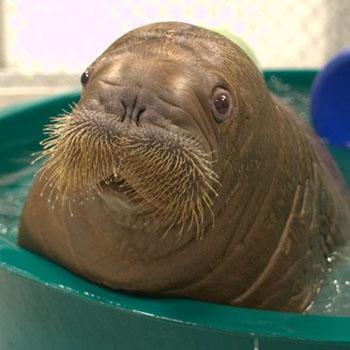 //walrus shipped fed ex aquarium