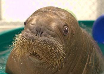//walrus shipped fed ex aquarium