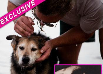 //schoep dog arthritis lake