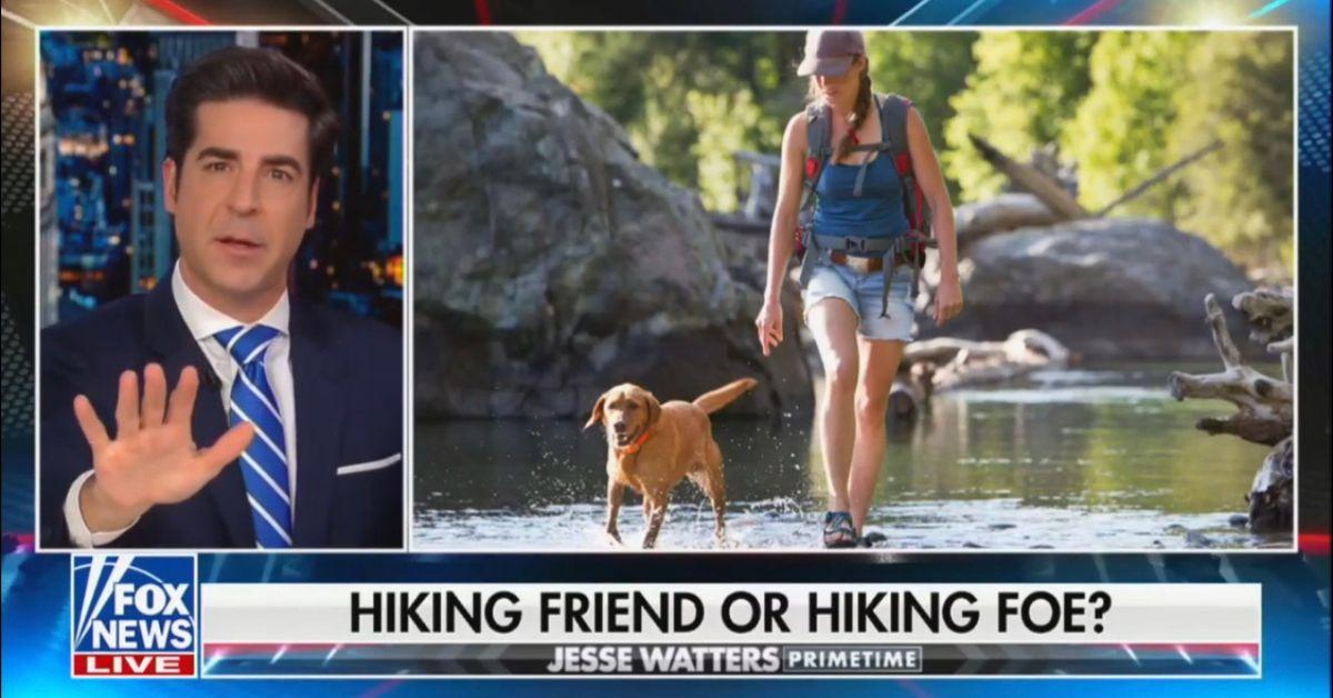 fox news jesse watters nip groin attacked dog