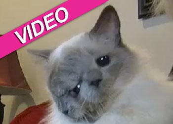//two faced cat video