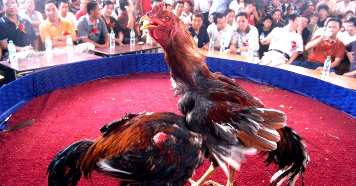 cockfighting mega