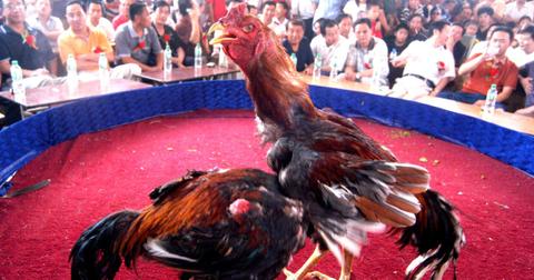 cockfighting mega