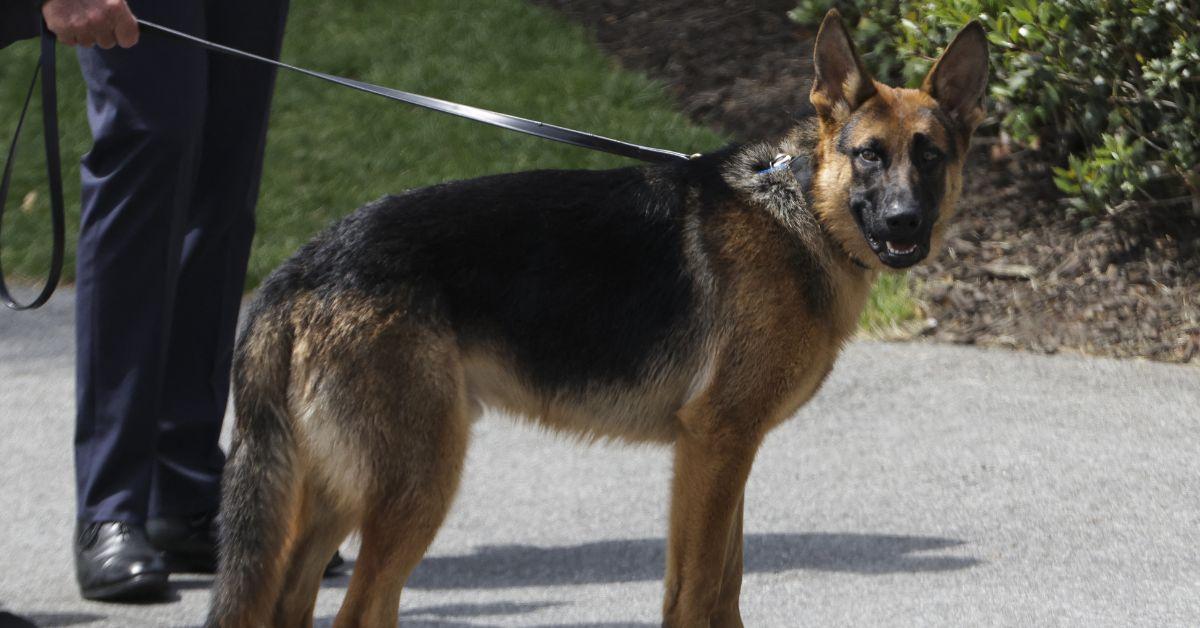 Biden's Dog Commander Sent Secret Service Agent to Hospital, Bit Six Others