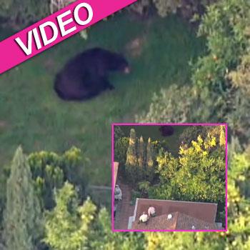 //black bear captured losangeles