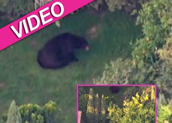 //black bear captured losangeles