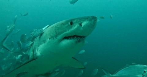 image of a shark