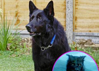 //padfoot harry potter german shepherd