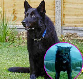 //padfoot harry potter german shepherd