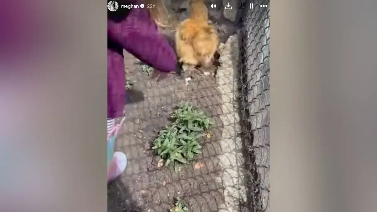 Screenshot of Princess Lilibeth trying to pet a chicken