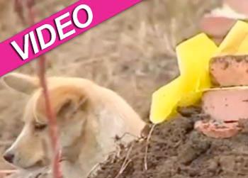 //chinese dog master grave video