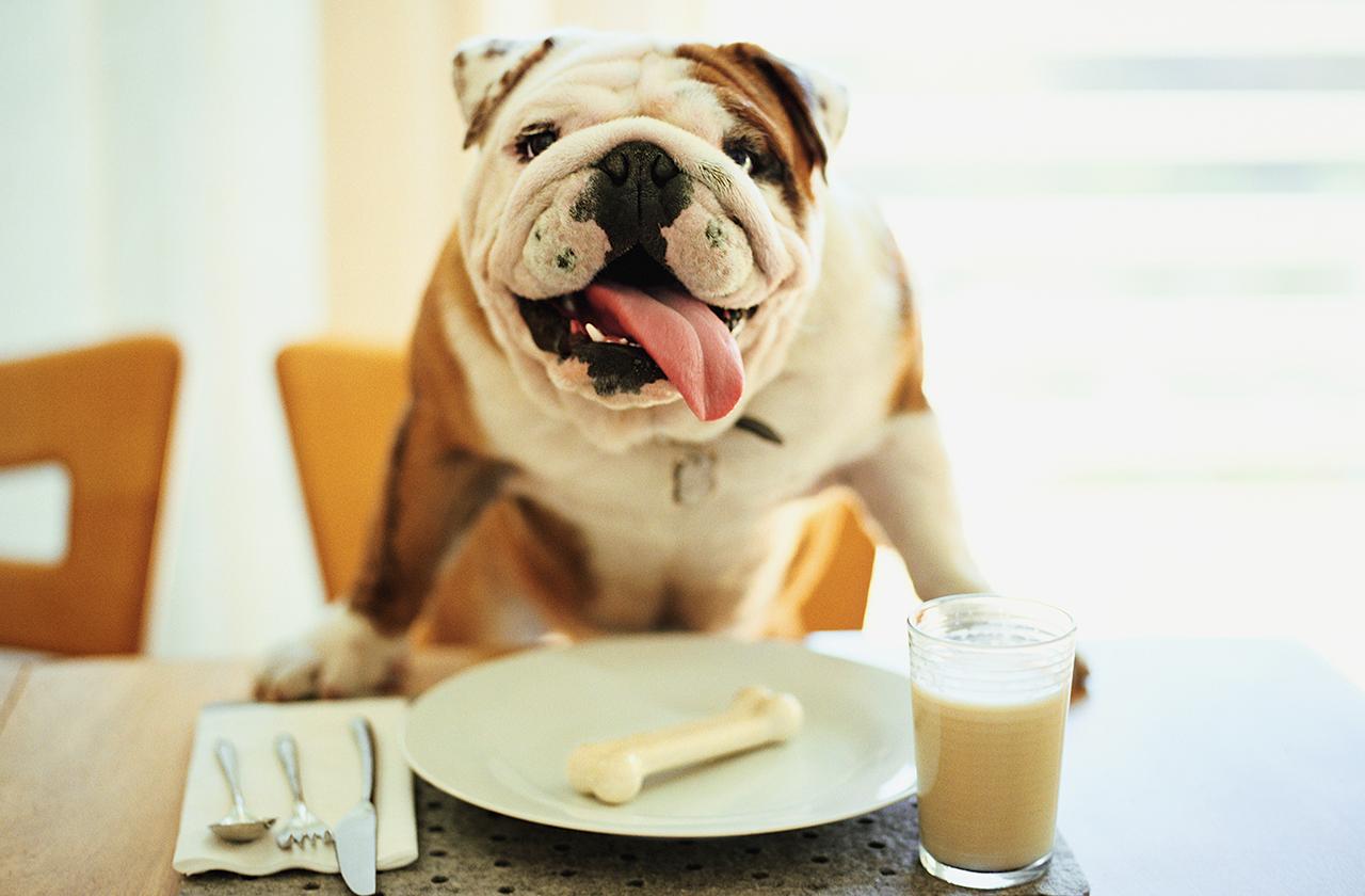 dog-table-getty