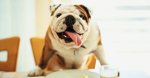 dog-table-getty