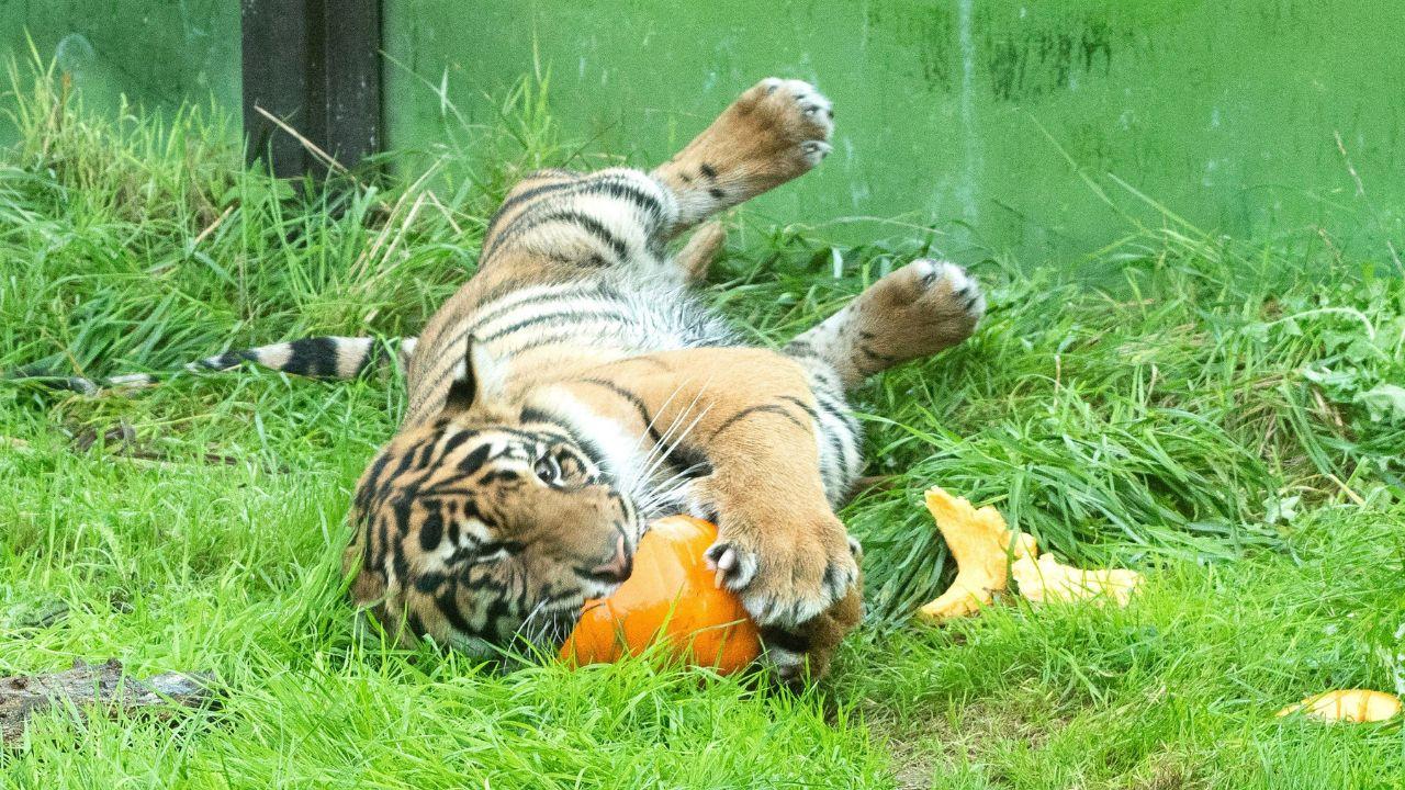 Image of a tiger