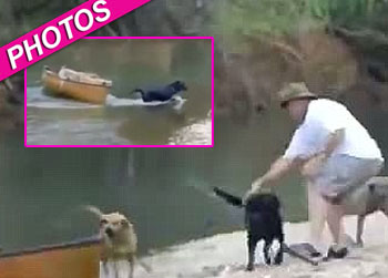 //dog save stranded pals