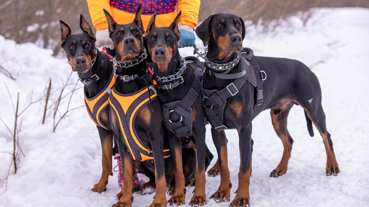 Photo of dogs