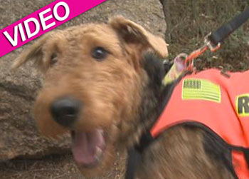 //dog depressed family