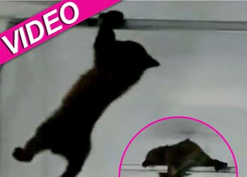 //bear cub garage youtube