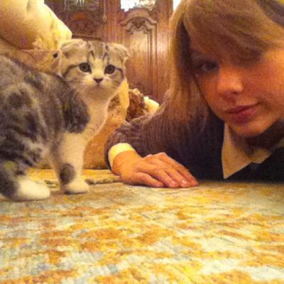 //taylor swift kitten twitter instargram