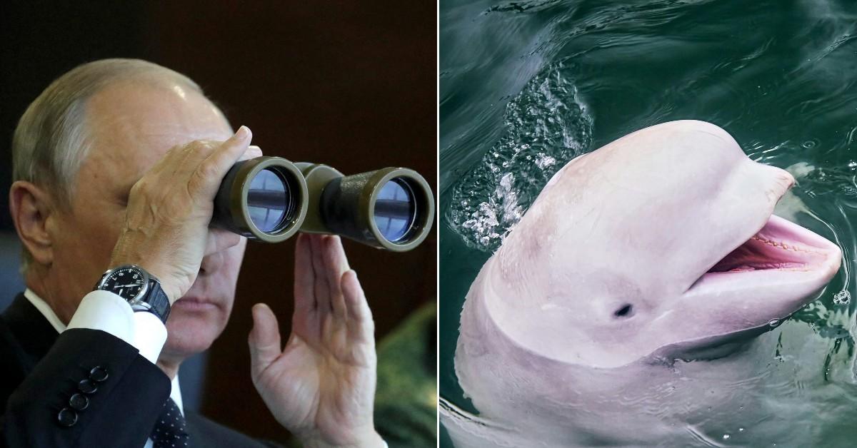 Composite photo of Vladmir Putin, Beluga whale.