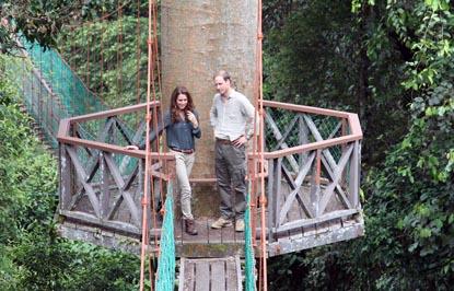 //prince william kate middleton canopy walkway sabah borneo