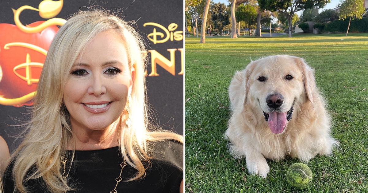 rhoc shannon beador golden retriever stolen archie dognapper pp