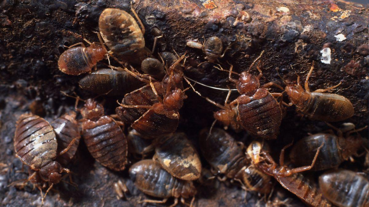 A German tech firm is using Madagascar hissing cockroaches for surveillance because they can survive harsh environments.