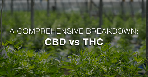 CBD vs. THC
