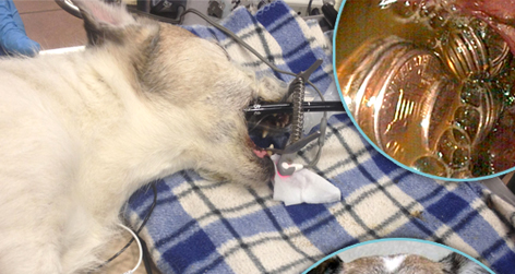 //doggy bank splashnews