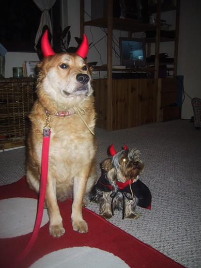 //halloween dogs