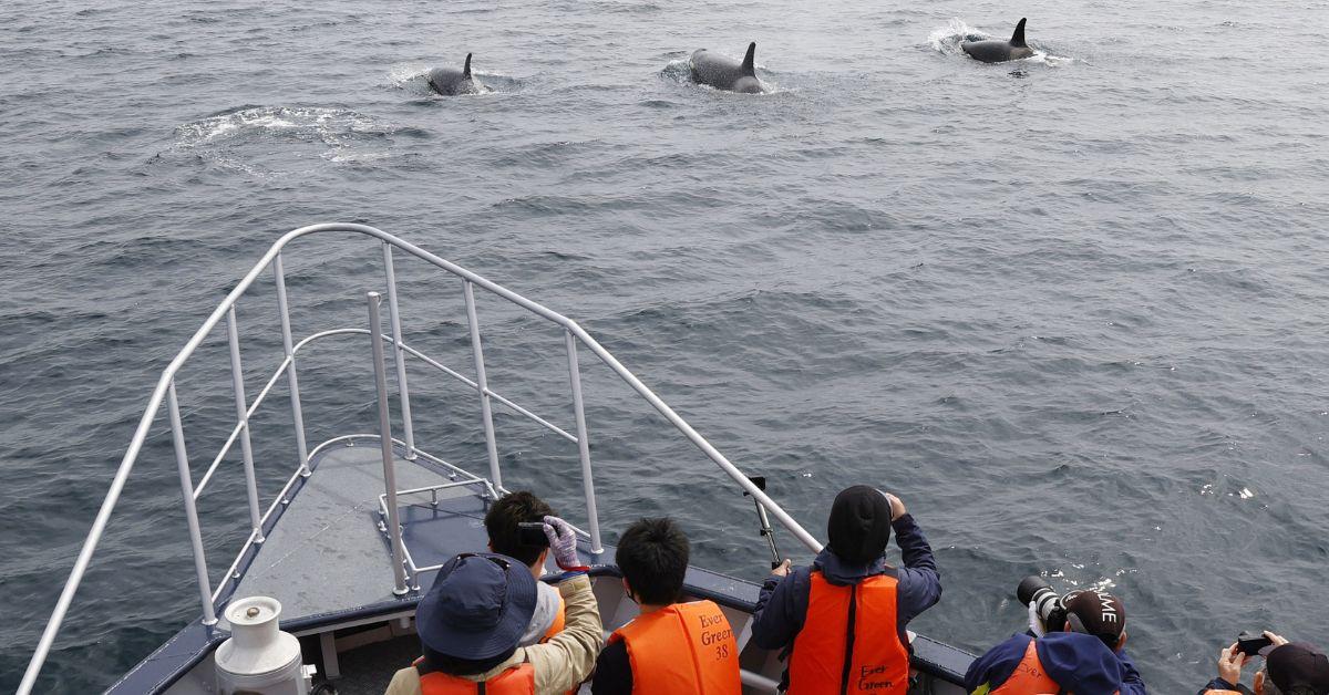 EXCLUSIVE: Pack of Killer Whales Attack Boat Filled With Tourists