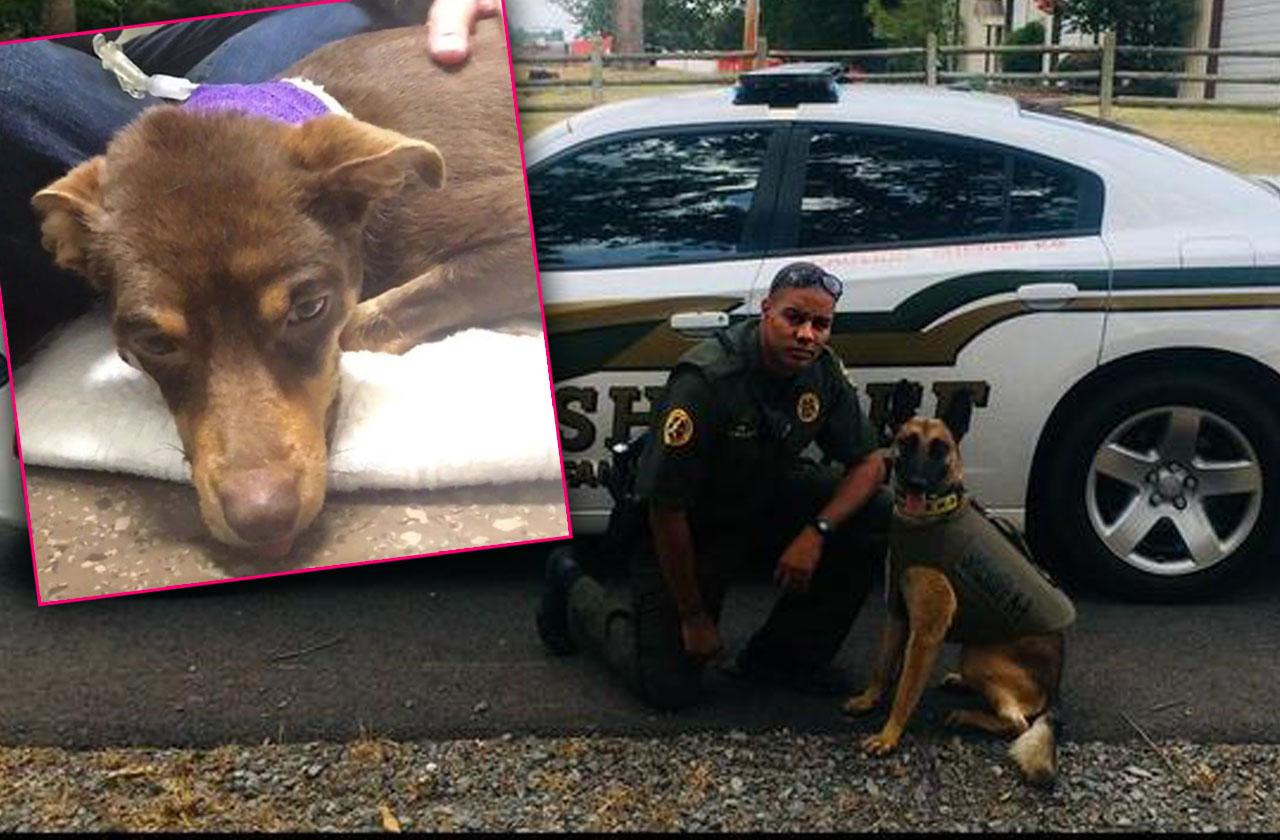 Arkansas Deputy Fired Shot Dog Caught Video