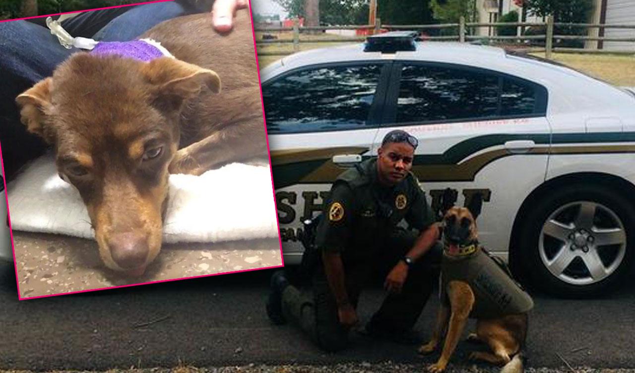 Arkansas Deputy Fired After He Shot Dog In The Face & Was Caught On Video