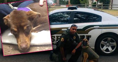 Arkansas Deputy Fired Shot Dog Caught Video