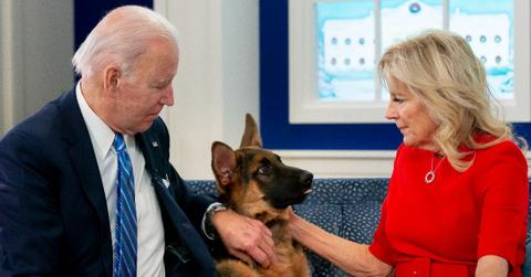 joe biden dog pp