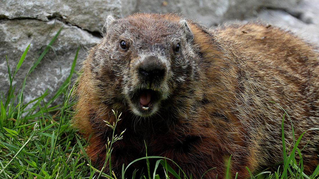 couple who died after eating an animal called a marmot