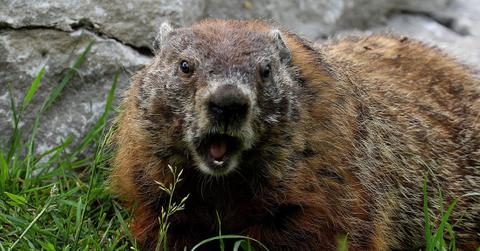 couple who died after eating an animal called a marmot
