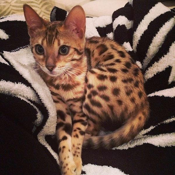 //kourtney kardashian bengal cat x