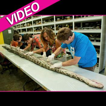 17 Feet Of Snake! Giant Burmese Python Caught In Everglades Breaks ...
